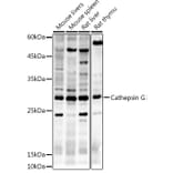 Western Blot - Anti-Cathepsin G Antibody (A9732) - Antibodies.com
