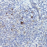 Immunohistochemistry - Anti-Cathepsin G Antibody (A9732) - Antibodies.com