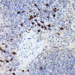 Immunohistochemistry - Anti-Cathepsin G Antibody (A9732) - Antibodies.com