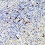 Immunohistochemistry - Anti-Cathepsin G Antibody (A9732) - Antibodies.com