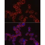 Immunofluorescence - Anti-Cathepsin G Antibody (A9732) - Antibodies.com