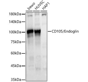 Western Blot - Anti-CD105 Antibody (A9733) - Antibodies.com