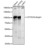 Western Blot - Anti-CD105 Antibody (A9733) - Antibodies.com