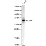 Western Blot - Anti-CD74 Antibody (A9737) - Antibodies.com