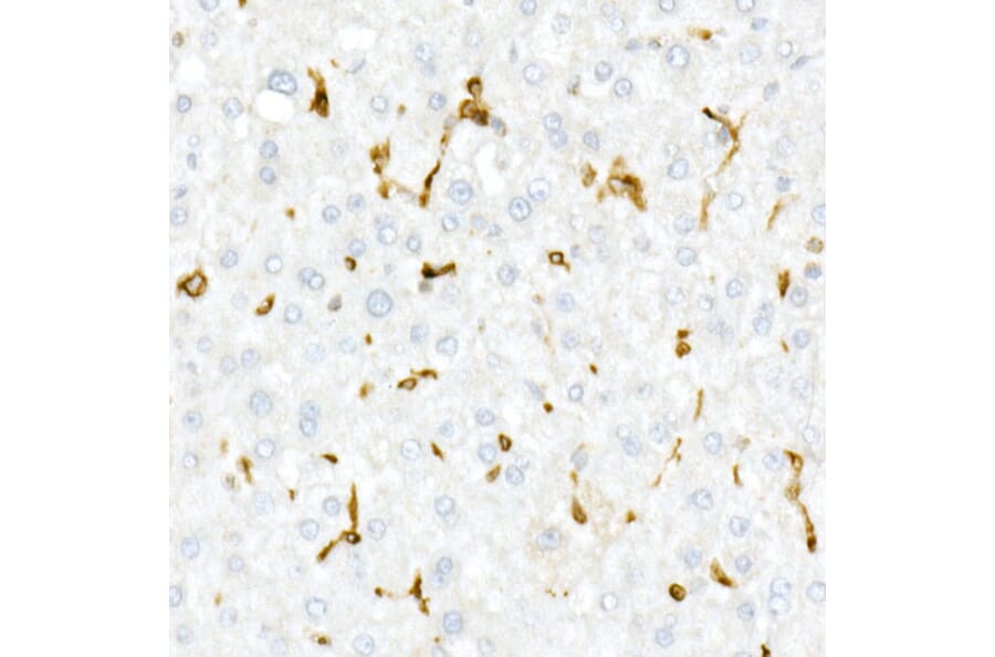 Immunohistochemistry - Anti-CD74 Antibody (A9737) - Antibodies.com