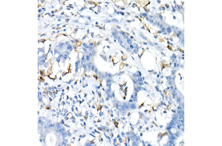 Immunohistochemistry - Anti-CD74 Antibody (A9737) - Antibodies.com