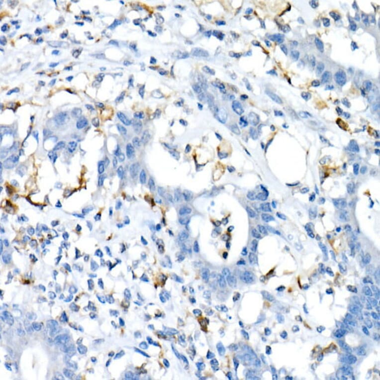 Immunohistochemistry - Anti-CD74 Antibody (A9737) - Antibodies.com