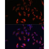 Immunofluorescence - Anti-CD74 Antibody (A9737) - Antibodies.com