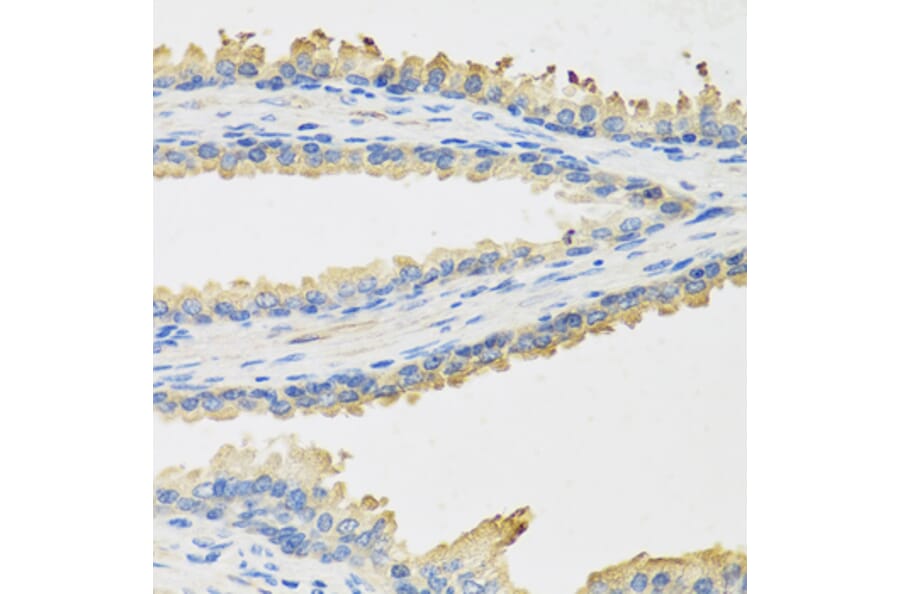 Immunohistochemistry - Anti-Leptin Antibody (A9738) - Antibodies.com