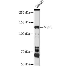 Western Blot - Anti-MSH3 Antibody (A9739) - Antibodies.com