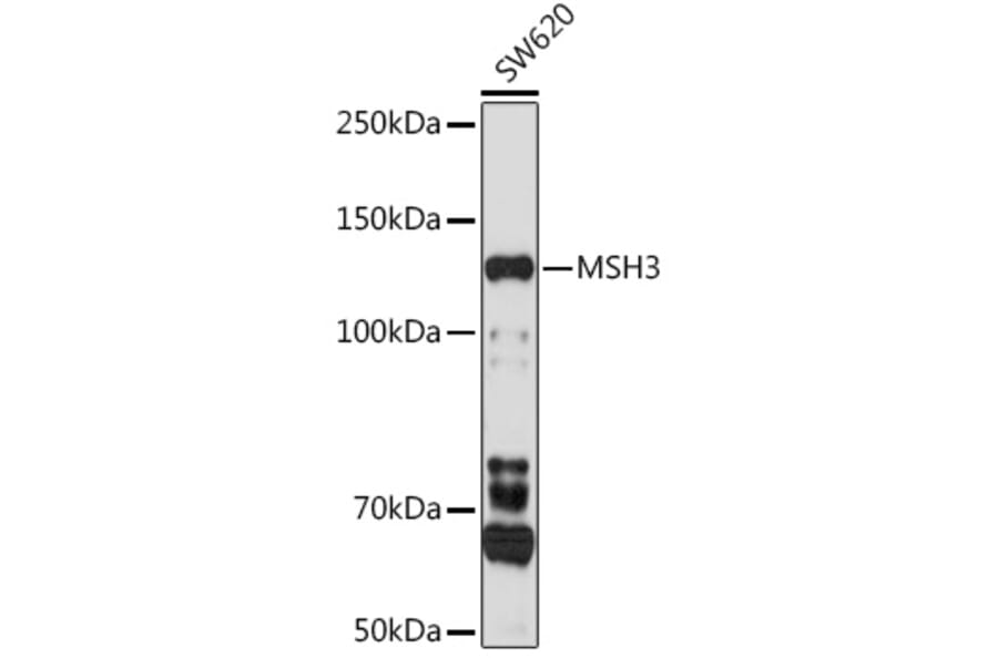 Western Blot - Anti-MSH3 Antibody (A9739) - Antibodies.com