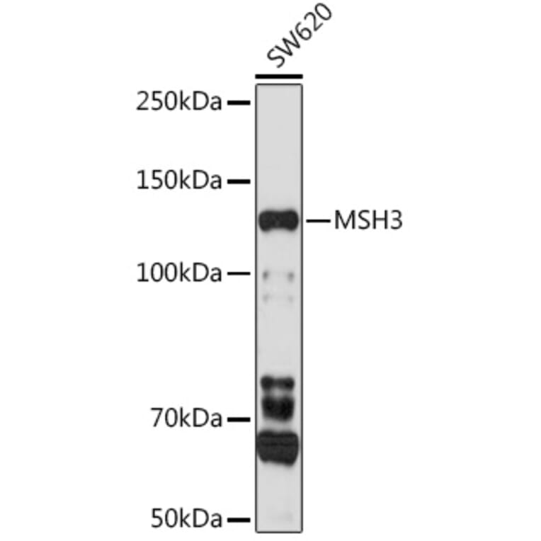 Western Blot - Anti-MSH3 Antibody (A9739) - Antibodies.com