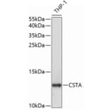 Western Blot - Anti-Cystatin A Antibody (A9740) - Antibodies.com