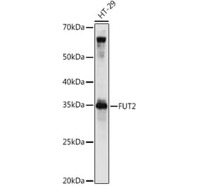 Western Blot - Anti-FUT2 Antibody (A9742) - Antibodies.com