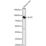 Western Blot - Anti-IL1 Receptor I/IL-1R-1 Antibody (A9744) - Antibodies.com