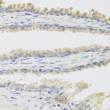 Immunohistochemistry - Anti-INSL3 Antibody (A9745) - Antibodies.com