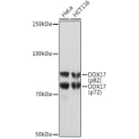 Western Blot - Anti-DDX17 Antibody [ARC1413] (A9746) - Antibodies.com