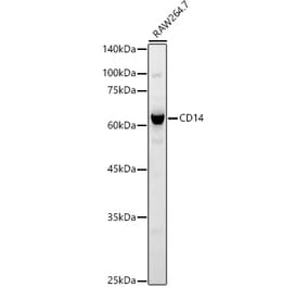 Western Blot - Anti-CD14 Antibody (A9747) - Antibodies.com