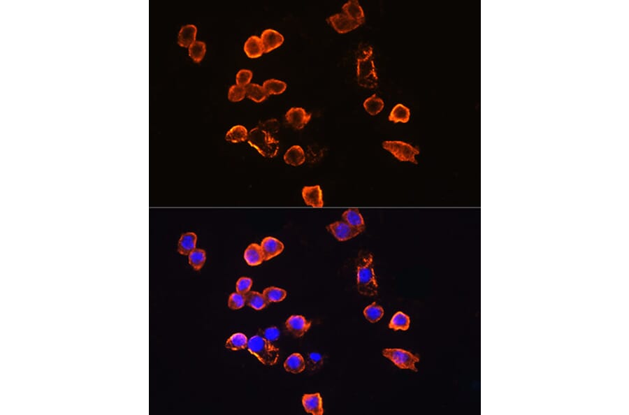 Immunofluorescence - Anti-CD14 Antibody (A9747) - Antibodies.com