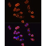 Immunofluorescence - Anti-CD14 Antibody (A9747) - Antibodies.com
