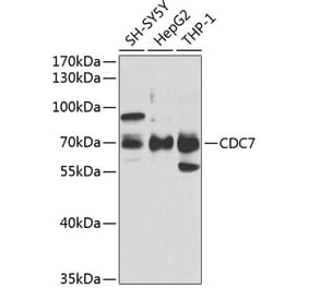 Western Blot - Anti-CDC7 Antibody (A9748) - Antibodies.com