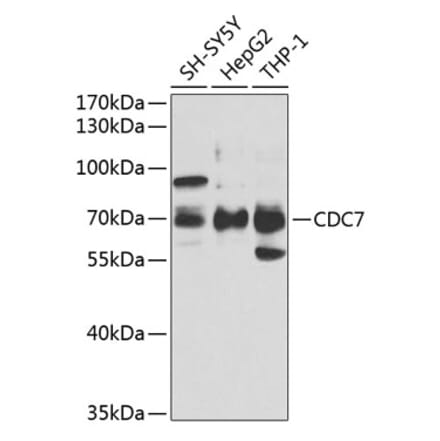 Western Blot - Anti-CDC7 Antibody (A9748) - Antibodies.com