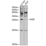 Western Blot - Anti-PAEP/Glycodelin Antibody (A9749) - Antibodies.com