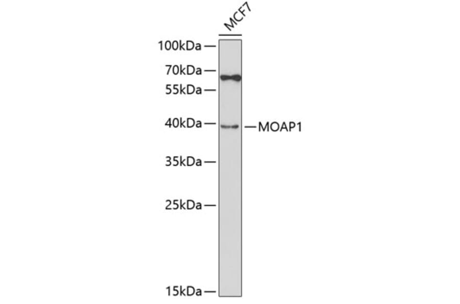 Western Blot - Anti-MOAP1 Antibody (A5759) - Antibodies.com