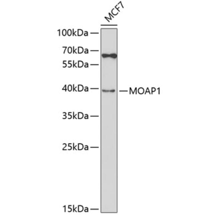Western Blot - Anti-MOAP1 Antibody (A5759) - Antibodies.com