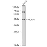 Western Blot - Anti-MOAP1 Antibody (A5759) - Antibodies.com