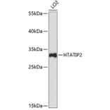 Western Blot - Anti-TIP30 Antibody (A9751) - Antibodies.com