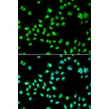 Immunofluorescence - Anti-GTF2F2 Antibody (A9752) - Antibodies.com