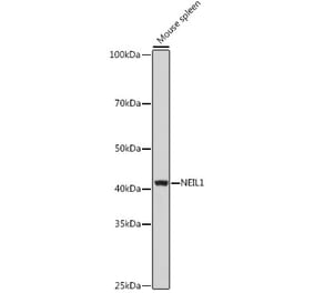 Western Blot - Anti-NEIL1 Antibody (A9753) - Antibodies.com