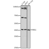 Western Blot - Anti-NEIL1 Antibody (A9753) - Antibodies.com