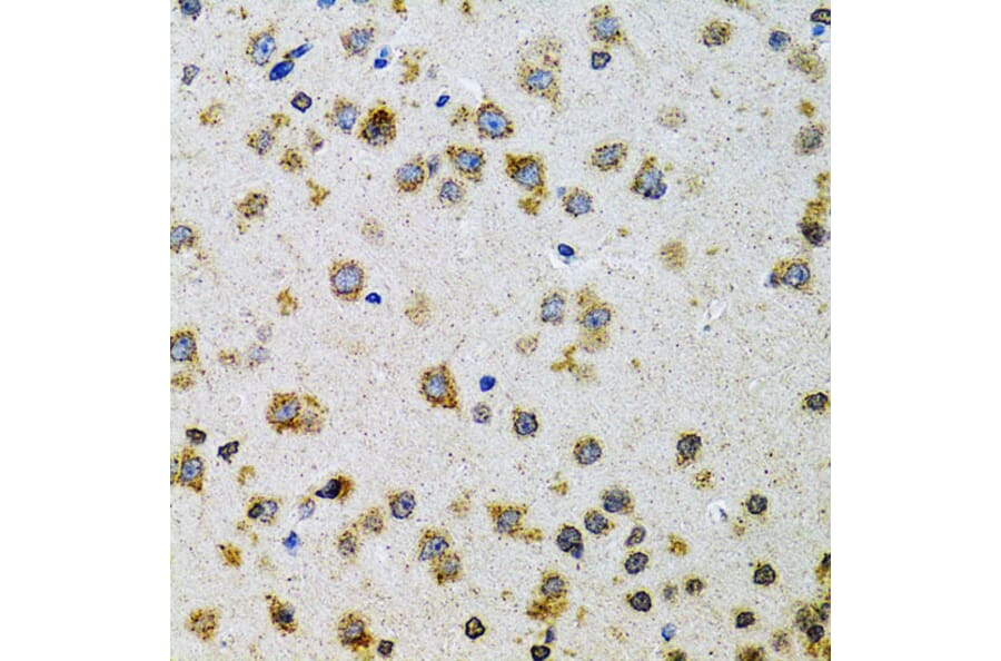 Immunohistochemistry - Anti-ProDynorphin Antibody (A9754) - Antibodies.com