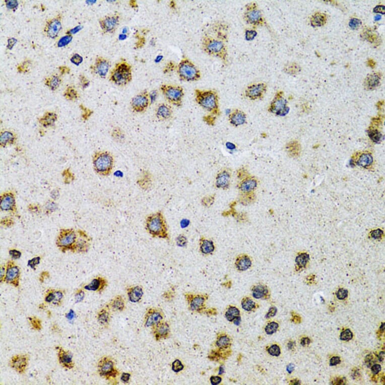 Immunohistochemistry - Anti-ProDynorphin Antibody (A9754) - Antibodies.com
