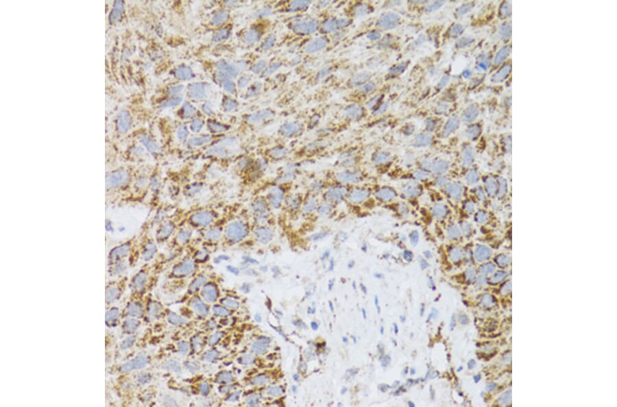 Immunohistochemistry - Anti-ProDynorphin Antibody (A9754) - Antibodies.com
