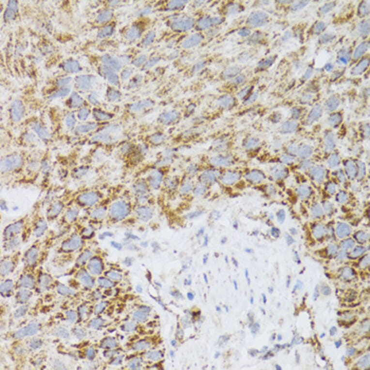 Immunohistochemistry - Anti-ProDynorphin Antibody (A9754) - Antibodies.com