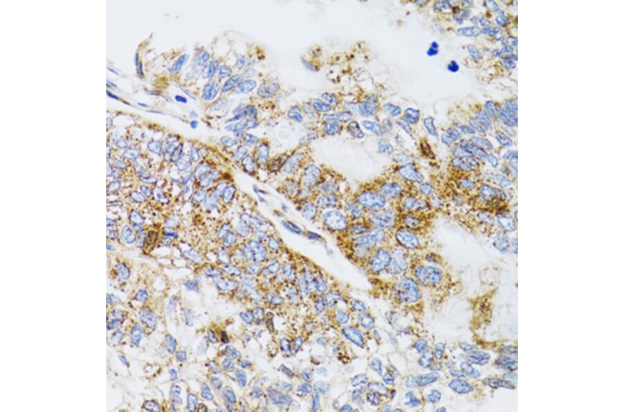 Immunohistochemistry - Anti-ProDynorphin Antibody (A9754) - Antibodies.com