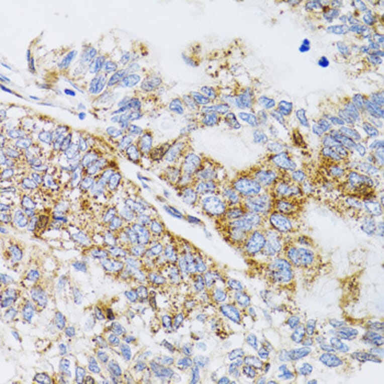Immunohistochemistry - Anti-ProDynorphin Antibody (A9754) - Antibodies.com