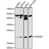 Western Blot - Anti-ITGB3BP Antibody (A9755) - Antibodies.com