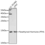 Western Blot - Anti-Parathyroid Hormone Antibody (A9757) - Antibodies.com