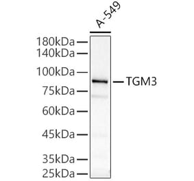 Western Blot - Anti-TGE Antibody (A9758) - Antibodies.com