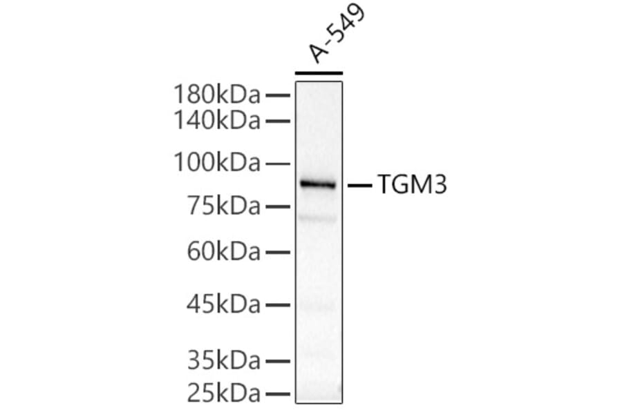 Western Blot - Anti-TGE Antibody (A9758) - Antibodies.com