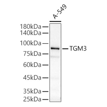 Western Blot - Anti-TGE Antibody (A9758) - Antibodies.com