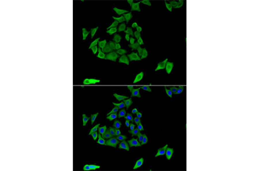 Immunofluorescence - Anti-TGE Antibody (A9758) - Antibodies.com