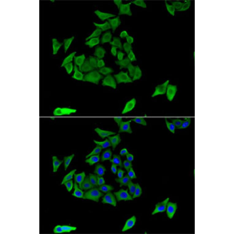 Immunofluorescence - Anti-TGE Antibody (A9758) - Antibodies.com