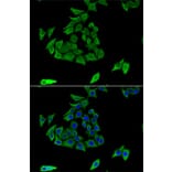 Immunofluorescence - Anti-TGE Antibody (A9758) - Antibodies.com
