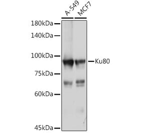 Western Blot - Anti-Ku80 Antibody (A9759) - Antibodies.com