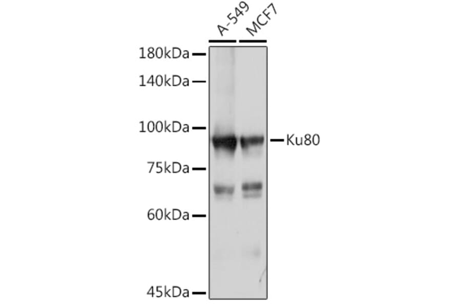 Western Blot - Anti-Ku80 Antibody (A9759) - Antibodies.com